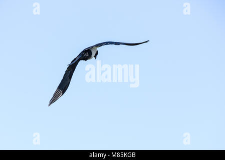 A pied Crow (Corvus albus) im Flug Stockfoto