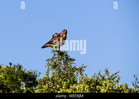 Eine Steppe Mäusebussard (Buteo buteo vulpinus) hocken in einem Baum in Südafrika Stockfoto