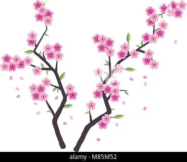 Vektor sakura Zweige mit rosa Blüten auf weißem Hintergrund. cherry Frühling Blumen und Blüten sowie deren Knospen der japanischen Kirschbaum Stock Vektor