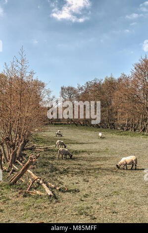 Schafe grasen auf einer Wiese Stockfoto