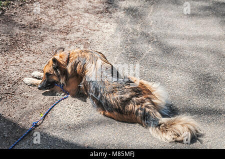 Schäferhund ist auf dem Boden der Leine Stockfoto