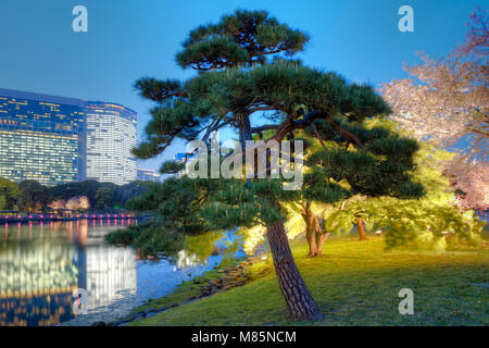 Baum am Hamarikyu (auch Hama Rikyu) Gärten und moderne Wolkenkratzer von der Gegend Shiodome, Chuo Bezirk, Tokyo, Region Kanto, Honshu, Japan Stockfoto