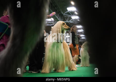 NEC, Birmingham, England, UK. 9. MÄRZ 2018. Im Bild: Afghanische Windhunde warten auf die Entscheidung der Jury in einer frühen Runde des Wettbewerbs. / Erste gehalten Stockfoto