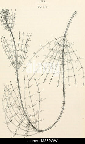 Dr. L. Rabenhorst der Kryptogamen-Flora von Deutschland, Oesterreich und der Schweiz (1900) (20913732839) Stockfoto