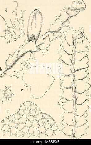 Dr. L. Rabenhorst der Kryptogamen-Flora von Deutschland, Oesterreich und der Schweiz (1906) (20486934373) Stockfoto