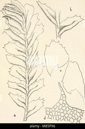 Dr. L. Rabenhorst der Kryptogamen-Flora von Deutschland, Oesterreich und der Schweiz (1906) (20919948930) Stockfoto