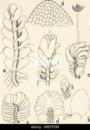 Dr. L. Rabenhorst der Kryptogamen-Flora von Deutschland, Oesterreich und der Schweiz (1906) (21107898945) Stockfoto