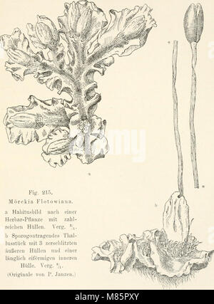 Dr. L. Rabenhorst der Kryptogamen-Flora von Deutschland, Oesterreich und der Schweiz (1906) (21115524651) Stockfoto