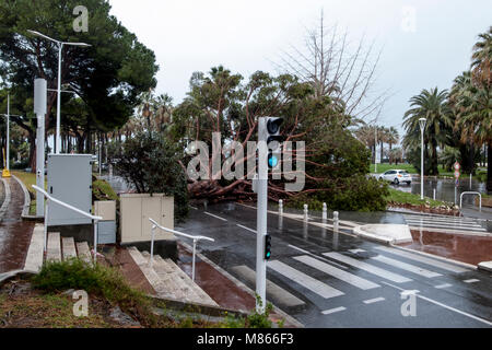 Baum Absturz auf Cannes Croisette Frankreich wegen starker Regen und Wind - keine Verletzungen gemeldet wurden - am frühen Nachmittag eine große Kiefer nur in der Nähe von Zebrastreifen in Cannes croistte - Polizei vor Ort bekommt bald nach - après de Forte pluieset le vent, un-pin Géant tombe sur le Boulevard de la Croisette - Frankreich Côte d'Azur Cannes © Frédéric Beaumont falled Stockfoto