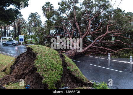 Baum Absturz auf Cannes Croisette Frankreich wegen starker Regen und Wind - keine Verletzungen gemeldet wurden - am frühen Nachmittag eine große Kiefer nur in der Nähe von Zebrastreifen in Cannes croistte - Polizei vor Ort bekommt bald nach - après de Forte pluieset le vent, un-pin Géant tombe sur le Boulevard de la Croisette - Frankreich Côte d'Azur Cannes © Frédéric Beaumont falled Stockfoto