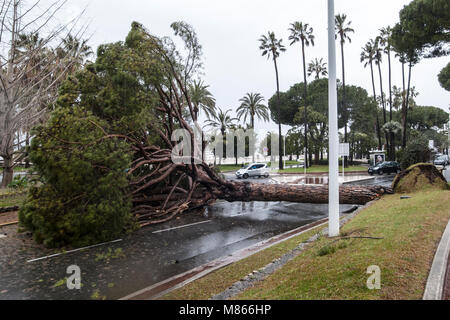 Baum Absturz auf Cannes Croisette Frankreich wegen starker Regen und Wind - keine Verletzungen gemeldet wurden - am frühen Nachmittag eine große Kiefer nur in der Nähe von Zebrastreifen in Cannes croistte - Polizei vor Ort bekommt bald nach - après de Forte pluieset le vent, un-pin Géant tombe sur le Boulevard de la Croisette - Frankreich Côte d'Azur Cannes © Frédéric Beaumont falled Stockfoto