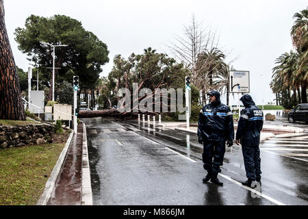 Baum Absturz auf Cannes Croisette Frankreich wegen starker Regen und Wind - keine Verletzungen gemeldet wurden - am frühen Nachmittag eine große Kiefer nur in der Nähe von Zebrastreifen in Cannes croistte - Polizei vor Ort bekommt bald nach - après de Forte pluieset le vent, un-pin Géant tombe sur le Boulevard de la Croisette - Frankreich Côte d'Azur Cannes © Frédéric Beaumont falled Stockfoto