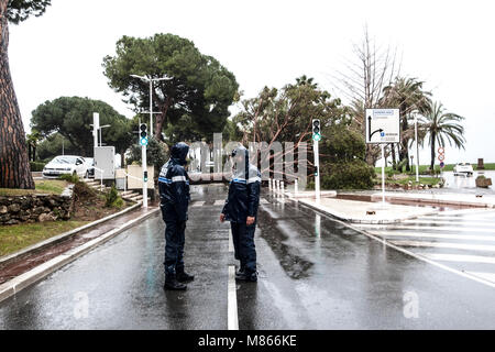 Baum Absturz auf Cannes Croisette Frankreich wegen starker Regen und Wind - keine Verletzungen gemeldet wurden - am frühen Nachmittag eine große Kiefer nur in der Nähe von Zebrastreifen in Cannes croistte - Polizei vor Ort bekommt bald nach - après de Forte pluieset le vent, un-pin Géant tombe sur le Boulevard de la Croisette - Frankreich Côte d'Azur Cannes © Frédéric Beaumont falled Stockfoto