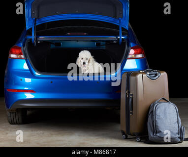 Weißer Pudel Hund im Kofferraum eines modernen blau Limousine Auto sitzen Stockfoto