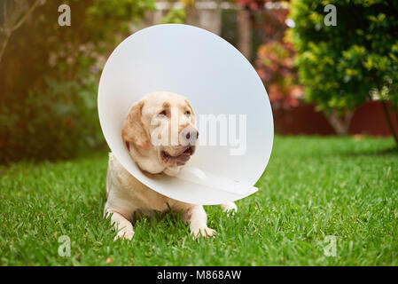 Traurig Labrador Hund mit Konus Kragen am Hals Stockfoto