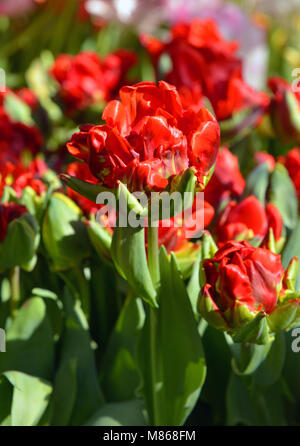 Schöne rote Tulpe Parrot Rokoko Stockfoto
