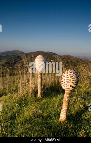 Zwei Parasol Pilze (Macrolepiota procera), Malvern Hills, Worcestershire, Britische Inseln, September Stockfoto