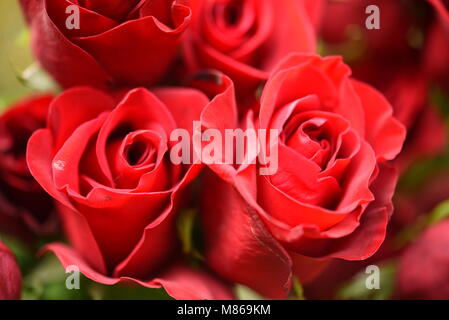 Rote Rosen hautnah Stockfoto