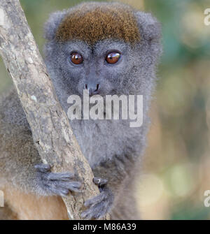 Eine östliche Weniger Bambus Lemur (Hapalemur griseus) auch als Östlichen Grauen Bambus Lemur bekannt, zu einem kleinen Baum in einem Madagaskar Wald festhalten Stockfoto