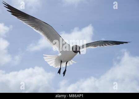 Das Meer, die Vögel und die Menschen in der großen Stadt von BVi Stockfoto