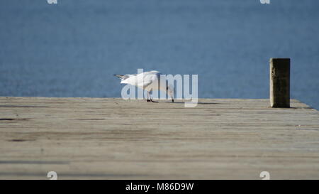 Winter Vogelbeobachtung am See: Eine Möwe sucht nach Essen auf den Holzsteg. Stockfoto