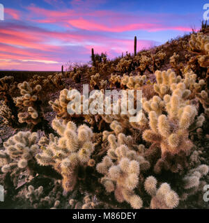 Sonnenuntergang, Teddybär Cholla, Cylindropuntia bigelovii, Organ Pipe Cactus National Monument, Arizona Stockfoto