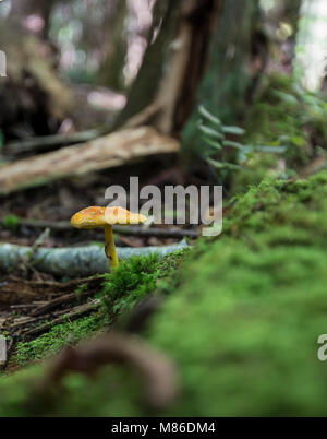 Pilzzucht auf einen Wald im Herbst Stockfoto