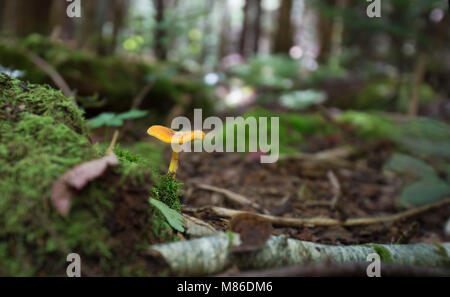 Pilzzucht auf einen Wald im Herbst Stockfoto