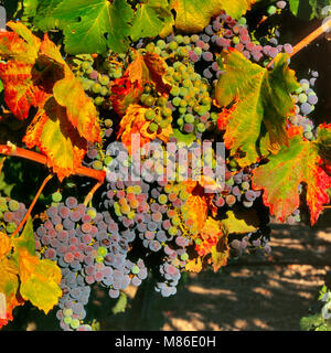 Reifende Merlot Trauben, Markham Weinberge, Napa Valley, Kalifornien Stockfoto