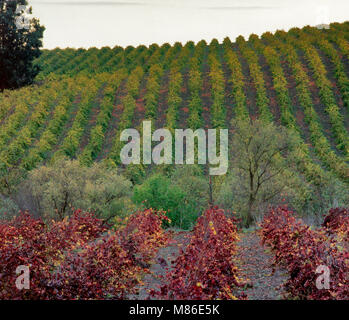 Herbst Reben, Carneros Appellation, Napa Valley, Kalifornien Stockfoto