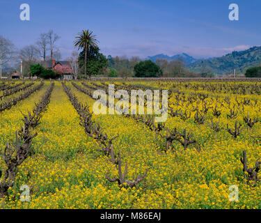 Senf, Calistoga, Napa Valley, Kalifornien Stockfoto