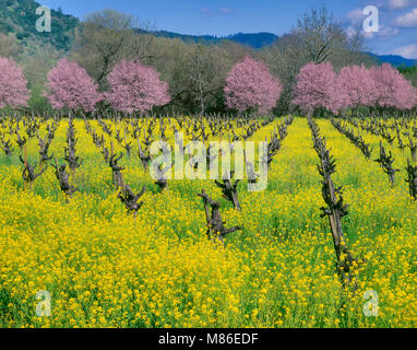 Senf, Sinapis arvensis, Pflaume Blüten, Napa Valley, Kalifornien Stockfoto