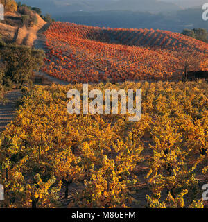 Klapperschlange Weinberge, Calistoga, Napa Valley, Kalifornien Stockfoto