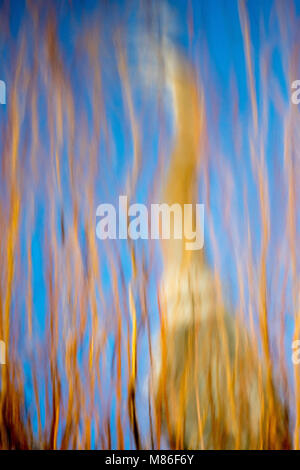 Great Blue Heron Reflexion in einem Kanal des Bosque Del Apache National Wildlife Refuge, New Mexico, USA. Stockfoto