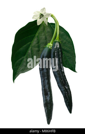 Pasilla Chilaca Bajio oder Chile Pfeffer (Capsicum annuum), Grün. Freistellungspfad Stockfoto