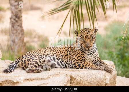 African leopard Panthera pardus Pardus - liegend auf einem Felsen Stockfoto