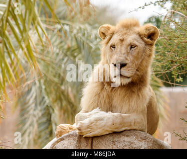Männlicher afrikanischer Löwe - Panthera leo - liegend Stockfoto