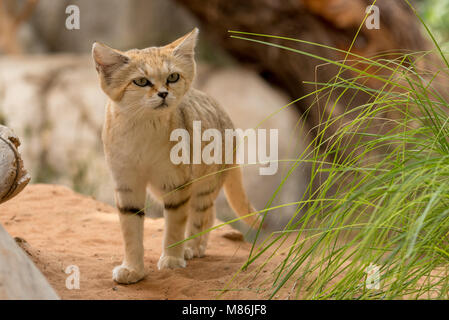 Arabian sand Katze (Felis margarita Harrisoni) Stockfoto