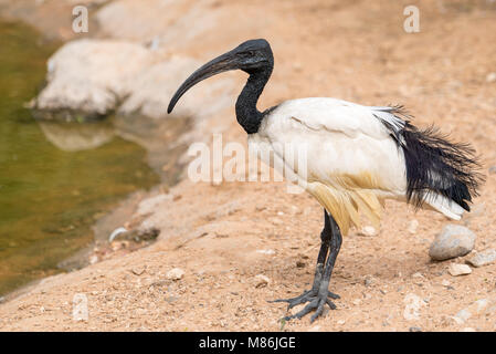 Australian white ibis-Threskiornis Molukken am Wasser Stockfoto