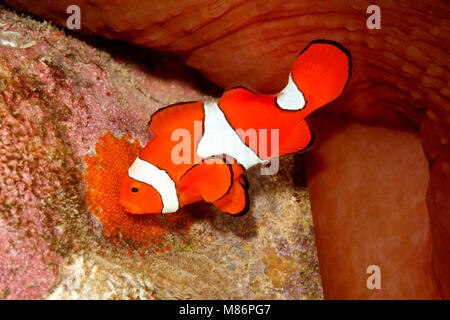 Clownfisch, Amphiprion percula, männliche Fische eher Eier gelegt auf geräumten Substrat unter dem Host herrliche Seeanemone, Heteractis magnifica Stockfoto
