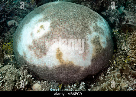 Brain Coral mit schweren Bleichen. Stockfoto