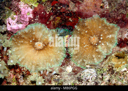 Corallimorpharians oder Corallimorphs, Discosoma sp, auf dem Riff. Stockfoto