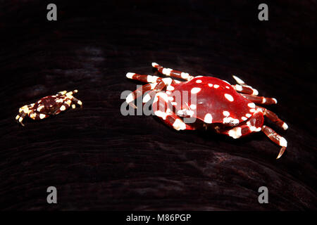 Sea Cucumber Schwimmkrabben, Lissocarcinus orbicularis, leben auf dem Schwarzen Meer Cucumber, Holothuria atra. Stockfoto