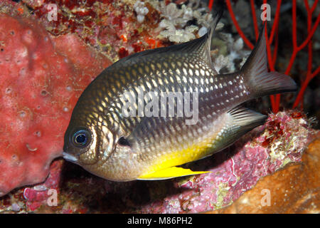 Weiß - Bauch Dirne, Amblyglyphidodon leucogaster. Auch Gelb Bauch Riffbarsche bekannt. Stockfoto