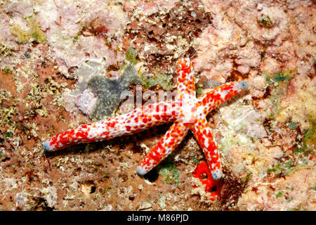 Comet Sea Star, Linckia multifora, zeigen eine Vier arm Regeneration wächst aus dem Stumpf eines 'übergeordneten' Arm. Siehe unten für mehr Informationen. Stockfoto