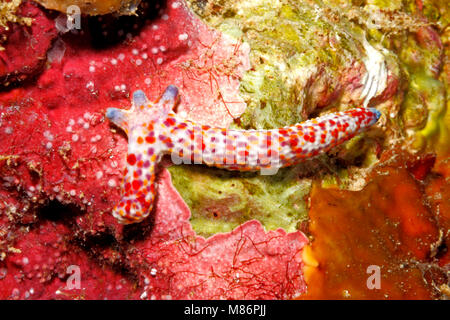 Comet Sea Star, Linckia multifora, zeigen eine Vier arm Regeneration wächst aus dem Stumpf eines 'übergeordneten' Arm. Siehe unten für mehr Informationen. Stockfoto