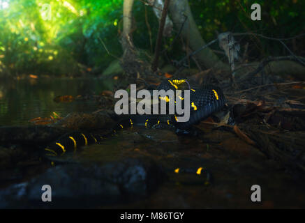 Mangrovenkatzenschlange (Boiga dendrophila) an einem Fluss, Thailand Stockfoto