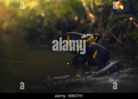 Mangrovenkatzenschlange (Boiga dendrophila) in einem Fluss, Thailand Stockfoto