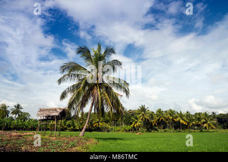 Paddy Field, Avukana, North Central Province, Sri Lanka Stockfoto