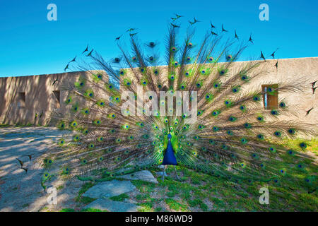 Blauer Pfau (Pavo cristatus) an der Zitadelle von Saint-Tropez, Golf von Saint Tropez, Côte d'Azur, Südfrankreich, Cote d'Azur, Frankreich, Europa Stockfoto